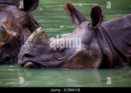 Indisches Nashorn (Rhinoceros unicornis) schwimmt im Teich. Es ist die zweitgrößte lebende Nashornart. Sie stammt aus dem Indo-Ganget Stockfoto