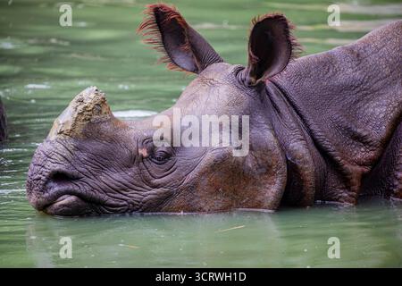 Indisches Nashorn (Rhinoceros unicornis) schwimmt im Teich. Es ist die zweitgrößte lebende Nashornart. Sie stammt aus dem Indo-Ganget Stockfoto