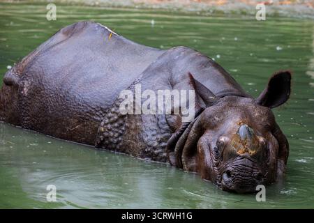 Indisches Nashorn (Rhinoceros unicornis) schwimmt im Teich. Es ist die zweitgrößte lebende Nashornart. Sie stammt aus dem Indo-Ganget Stockfoto