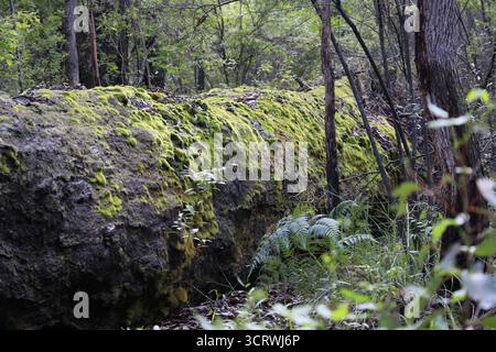 Old Fallen Tree Log im Margaret River Park, WA, Australien Stockfoto