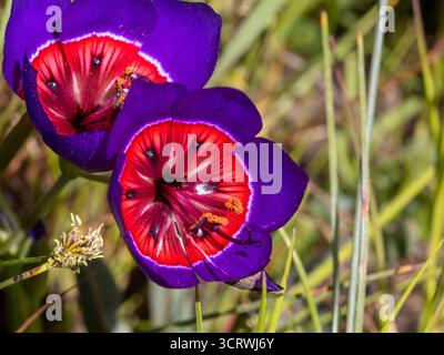 Schließen Sie ein Makrobild der auffälligen lila und roten Farben der Halo Winecup Blume (Geissorhiza radians) Wildblumen, die auf dem Feld blühen Stockfoto