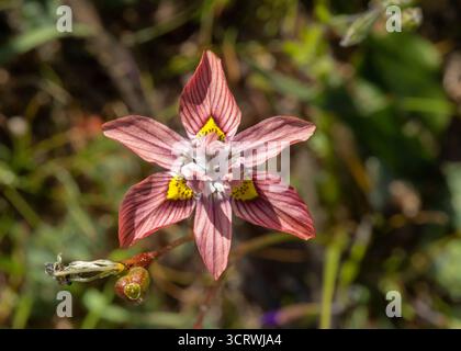 Nahaufnahme eines Makrobildes der hübschen frischen Tulp (Moraea gawleri) Wildblume, die draußen blüht und die Farben und Details zeigt Stockfoto