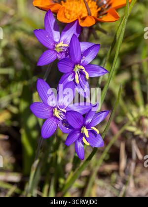 Nahaufnahme der hellvioletten Blüten der im Freien blühenden Satin-(Geissorhiza aspera)-Pflanze Stockfoto