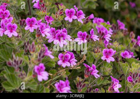 Kapuzen-Storksbill (Pelargonium cucullatum) Pflanze in voller Blüte, bedeckt mit leuchtend rosa Blüten, die den Rahmen füllen Stockfoto