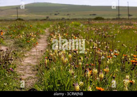 Ein Fußweg, der durch ein wunderschönes Feld mit wilden Blumen in einem Naturschutzgebiet führt Stockfoto