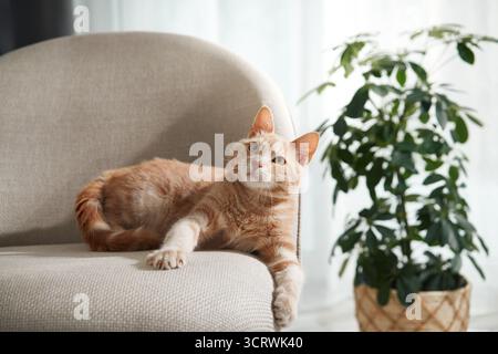 Ein Ingwertabby liegt bequem auf einem beigen Sessel neben einer Pflanze und einem hellen Fenster. Die Inneneinrichtung ist ruhig und einladend. Stockfoto