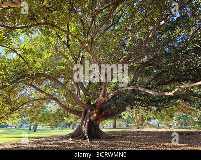 Das Bild zeigt einen Feigenbaum aus der Moreton Bay, wissenschaftlich bekannt als Ficus macrophylla Stockfoto