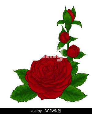 Stilvolle rote Rose isoliert auf weiß Stock Vektor