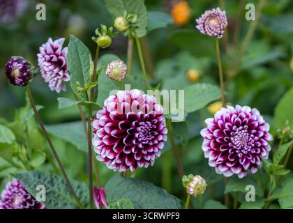 Violette und weiße „Edinburgh“-Dahlienblüte. Weiße Spitze doppelte lila Blüten der dekorativen Sommerblühknolle Dahlia „Edinburgh“ Stockfoto