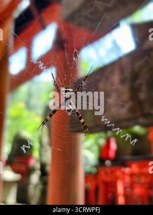 Tropical St. Andrew's Cross Spider bei der Arbeit. Fushimi Inari-Schrein, Kyoto, Japan Stockfoto