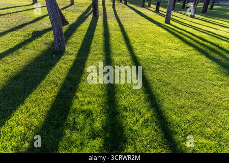 Eine wunderschöne Szene mit hohen, schlanken Baumstämmen, die lange Schatten über das üppige, grüne Gras werfen und einen auffälligen Kontrast zum Sonnenlicht-enha bilden Stockfoto