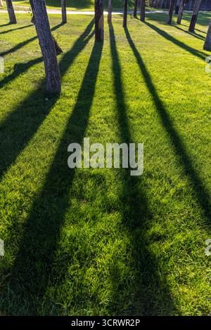Eine fesselnde Szene mit den langen Schatten, die von Bäumen auf leuchtend grünes Gras geworfen werden. Diese natürliche Landschaft verströmt Ruhe und lädt zu friedlichen Momenten ein Stockfoto