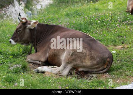 Braune Schweizer Rinder, eine Rasse aus dem Alpenraum der Schweiz. Abgebildet in Slowenien Stockfoto