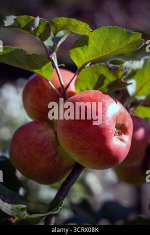 Rosafarbene, reife Äpfel am Baum, im Garten, Wheathampstead, Herfordshire, england Stockfoto