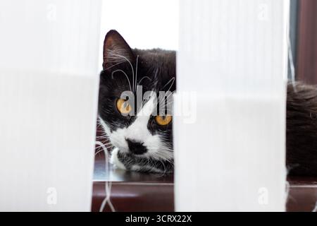 Eine neugierige schwarz-weiße Katze sieht man, wie sie durch die Leisten eines teilweise geöffneten Fensterjalousie blickt und ihre Umgebung beobachtet Stockfoto