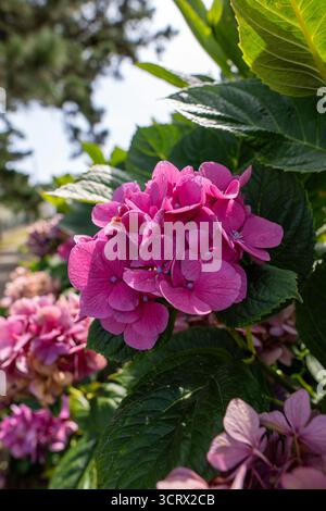 Leuchtend rosa Hortensie Blüten in voller Blüte, gefangen in einer üppigen Gartenumgebung. Perfekt für Natur-, Blumen- oder Makrofotografie-Projekte. Stockfoto