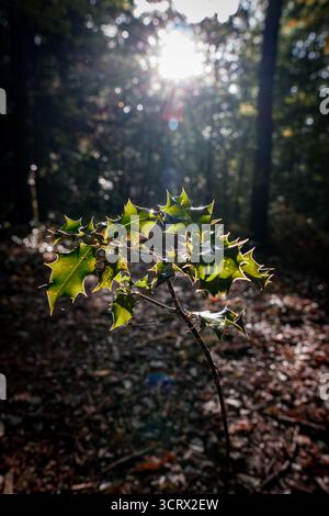 Leuchtende stechpalmenblätter leuchten im Sonnenlicht, ihre spitzen Kanten und die satte grüne Farbe heben sich von einem Waldboden ab, der mit gefallenen Blättern bedeckt ist. Stockfoto