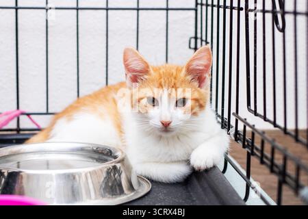 Eine orangene und weiße Katze liegt bequem in einem Käfig, der neben einer gut sichtbaren Schüssel mit Futter steht Stockfoto