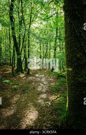 Ein friedlicher Waldweg schlängelt sich durch hoch aufragende grüne Bäume, von Sonnenlicht durchdrungen, das durch das dichte Baldachin darüber strömt. Stockfoto