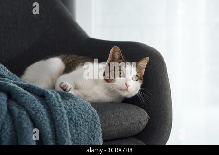 Eine dreifarbige Katze liegt entspannt auf einem dunklen Sessel in der Nähe einer weichen Decke. Seine Körpersprache ist ruhig und zufrieden. Stockfoto