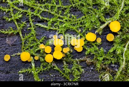 Gelbe Feentassen auf moosbedecktem Baumstamm Stockfoto