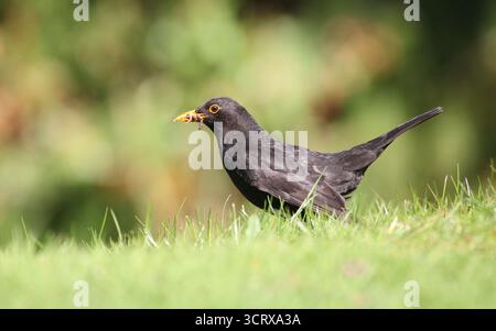 Schwarzvogel, Turdus Merula, männlich, auf der Suche nach Würmern im Frühling. Norfolk, England. Stockfoto