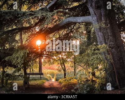 Blick auf einen Sonnenuntergang durch die Äste einer Zedernkiefer in Wimbledon Common Stockfoto