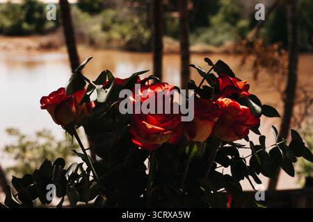 Rosen auf einer Holzterrasse mit Blick auf einen ruhigen Fluss unter beruhigendem Licht. Stockfoto
