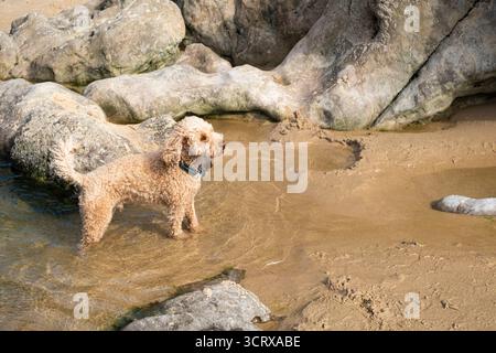 Ein verspielter Kakapohund springt durch Felsenbecken an einem Sandstrand Stockfoto