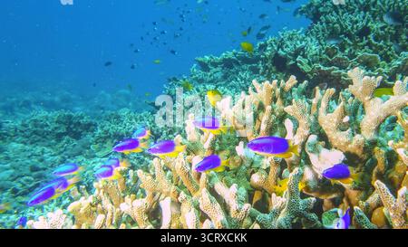 Gehe zu Seite|12345...9Weiter Schule von Kaiserfischen und anderen Rifffischen über einem Korallenriff an der Nordküste von Bali Stockfoto