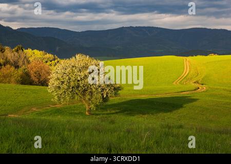 Blick auf einen einsamen Baum, der lange Schatten über das pulsierende grüne Feld wirft, mit einem gewundenen Pfad, der zu den dunklen, bewaldeten Bergen führt, Poniky, Stockfoto