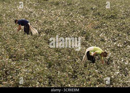 Hotan, China - 11. September 2025: Blick auf Arbeiter, die auf einem weiten Feld Baumwolle ernten, wobei die weißen Buben sich in starkem Kontrast zum dunkelgrünen Laub unter klarem Himmel abheben. Stockfoto