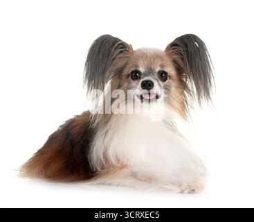 Papillon Hund vor weißem Hintergrund Stockfoto