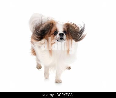 Papillon Hund vor weißem Hintergrund Stockfoto