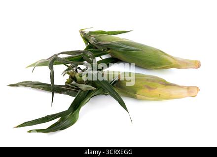 Maisohr mit Blatt auf weißem Hintergrund Stockfoto