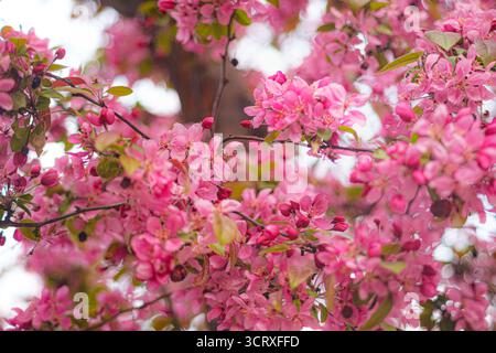 Blühender Baum, bedeckt mit leuchtend rosa Blüten. Erzeugen Sie einen atemberaubenden Kontrast vor dem sanft verschwommenen Hintergrund. Selektiver Fokus. Stockfoto
