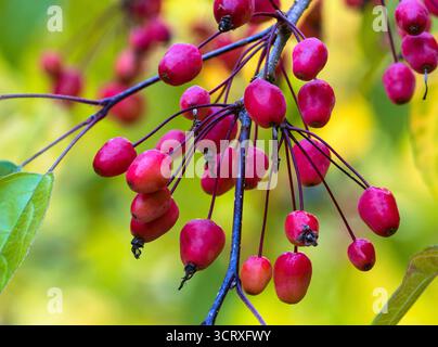 Dekorative rote Herbstfrucht des harten Laubkrabbenapfelbaums, Malus „Indian Magic“ Stockfoto