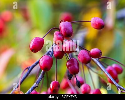 Dekorative rote Herbstfrucht des harten Laubkrabbenapfelbaums, Malus „Indian Magic“ Stockfoto