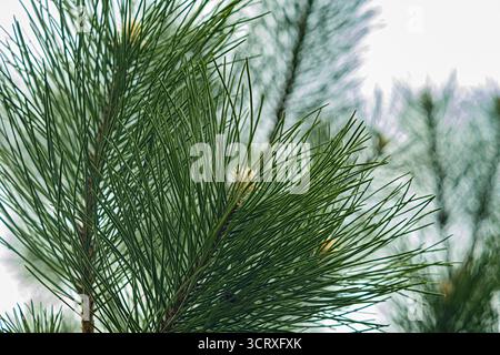 Frische Kiefernnadeln in Nahaufnahme. Detailliert von saftig grünen Kiefernnadeln, die sich von einem Ast erstrecken. Die zarten Texturen betonen die Schönheit der Natur. Stockfoto