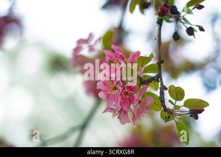 Rosafarbene Blüten im Frühling. Das Nahaufnahme-Foto zeigt zarte Gruppen rosa Blüten, die an einem Zweig mit Blättern hängen. Stockfoto
