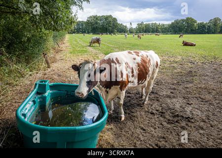 Typisch niederländisches Bild von Kühen auf einer Wiese umgeben von Bäumen und einer Kuh, die Wasser aus einem großen Wassertrog trinkt Stockfoto