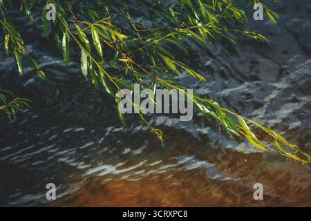 Frische grüne Weidenblätter hängen anmutig über der sich bewegenden Flussoberfläche, reflektieren das Sonnenlicht und schaffen eine ruhige, natürliche Sommerszene. Stockfoto