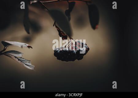 Reife, dunkle Apfelbeeren hängen an einem Zweig gegen verschwommene Töne und schaffen eine Atmosphäre von herbstlicher Gemütlichkeit. Stockfoto