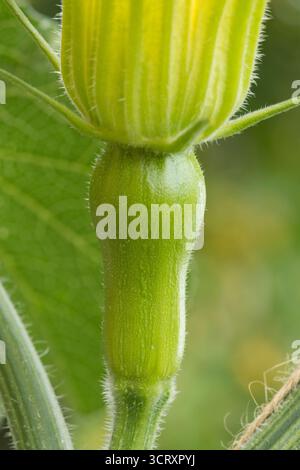 Ovar unter weiblicher Blume von Butternusskürbis, Butternusskürbis, Stockfoto