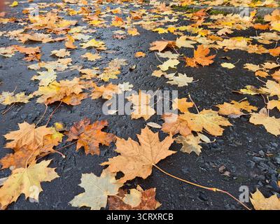 Herbstliche Blätter auf dem Boden, Glasgow, Schottland Stockfoto