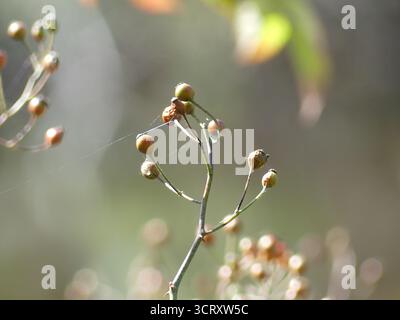 Unreife Hagebutten (Rosa multiflora), die in sichtbaren Spinnwebfäden verfangen sind, vor einem weichen Herbsthintergrund Stockfoto