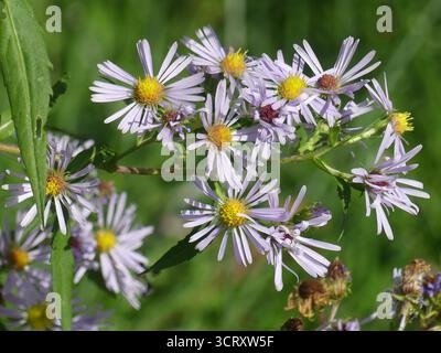 Makro-Nahaufnahme eines Büschels blasslila New-England-Asternblüten (Symphyotrichum novae-angliae) im sonnigen Tageslicht Stockfoto