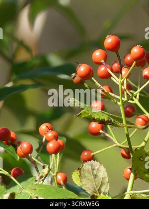 Makro-Nahaufnahme von leuchtend roten Multiflora-Hagebutten (Rosa multiflora), die an dornigen Ästen in einem Feld in Massachusetts reifen Stockfoto