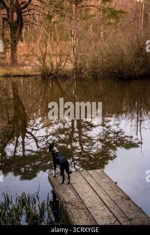 West Sussex, Frühjahr 2019, Kurzhaarige Border Collie, der Hund blickt Anfang Frühling von einem Ponton über einen See in einem Wald. Stockfoto