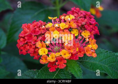 Nahaufnahme der farbenfrohen roten orange und gelben Blütensträucher des lantana Camara Strauchs, auch bekannt als gewöhnliches lantana, die draußen im Garten blüht Stockfoto